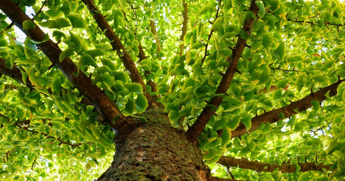 Ginko Biloba