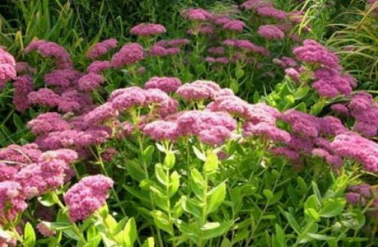 Ceaiul de norocel-leac natural anti-cancer