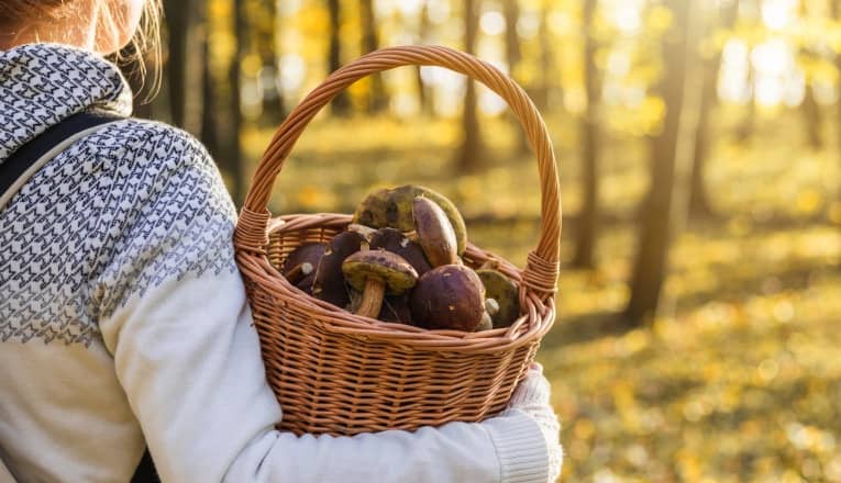 Consumul de ciuperci ar putea reduce semnificativ riscul de cancer