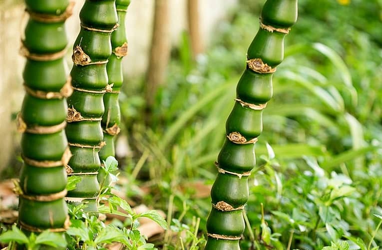 Ceai de plante Budha Bamboo