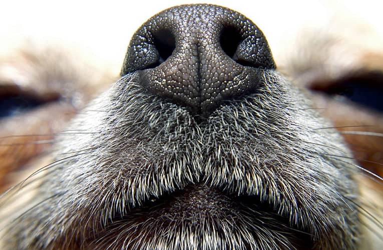 Află de ce câinele tău are nasul rece